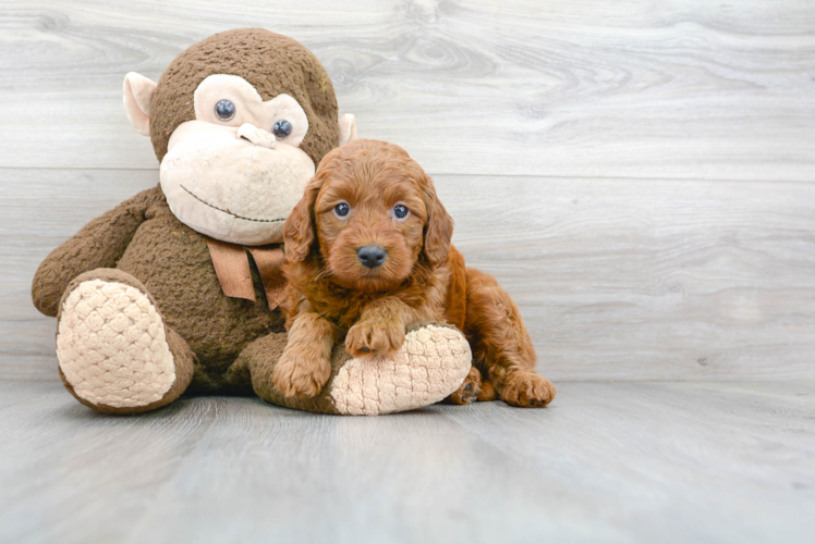 Cute Mini Goldendoodle Baby