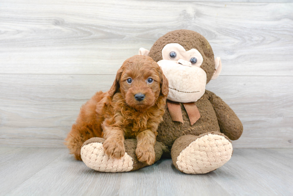 Sweet Mini Goldendoodle Baby