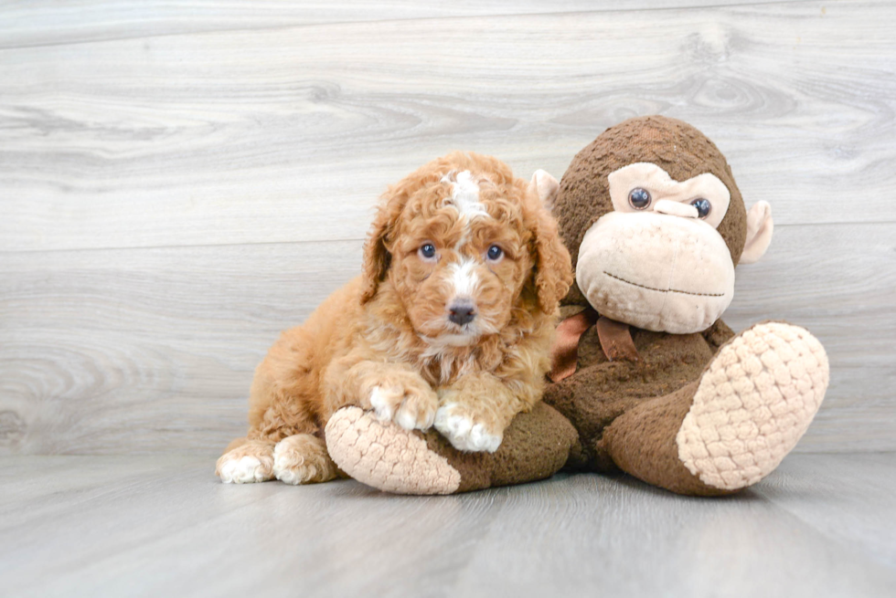 Happy Mini Goldendoodle Baby