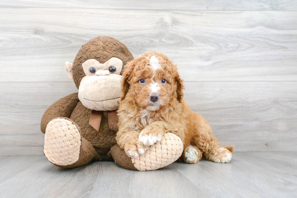 Mini Goldendoodle Pup Being Cute