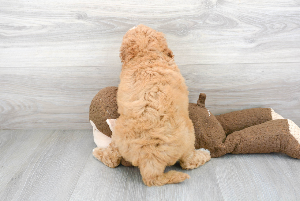 Fluffy Mini Goldendoodle Poodle Mix Pup