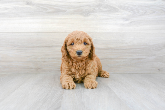 Playful Golden Retriever Poodle Mix Puppy