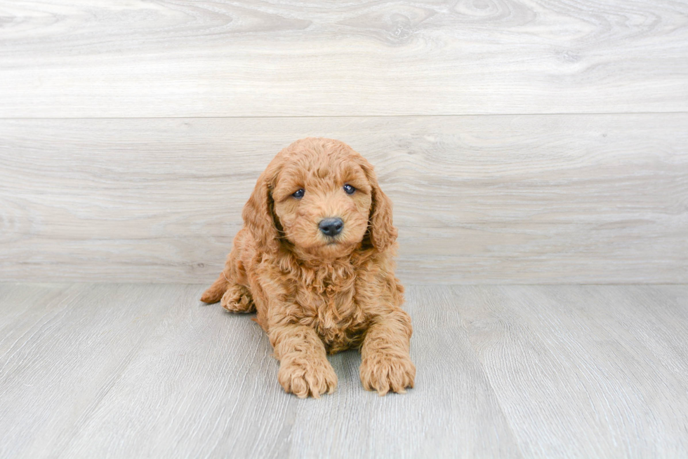 Best Mini Goldendoodle Baby