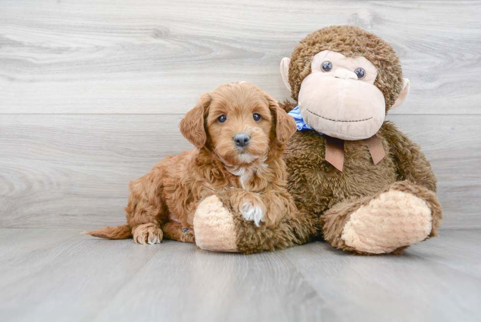 Best Mini Goldendoodle Baby