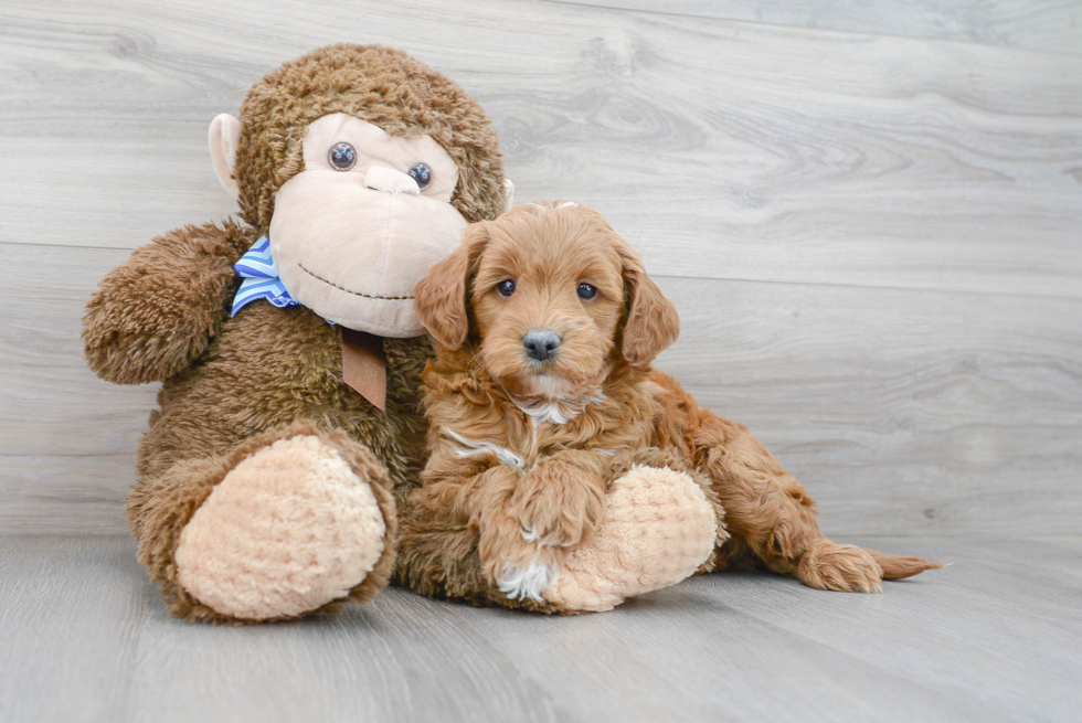 Mini Goldendoodle Pup Being Cute