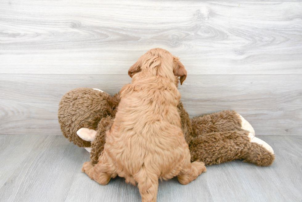 Happy Mini Goldendoodle Baby