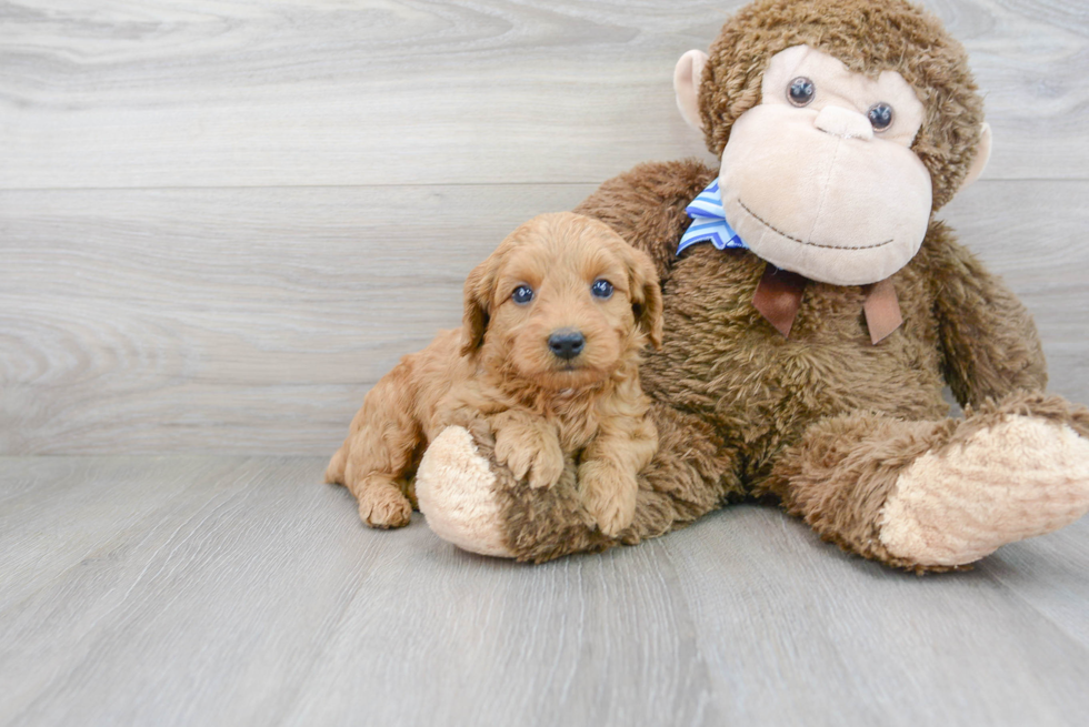 Popular Mini Goldendoodle Poodle Mix Pup