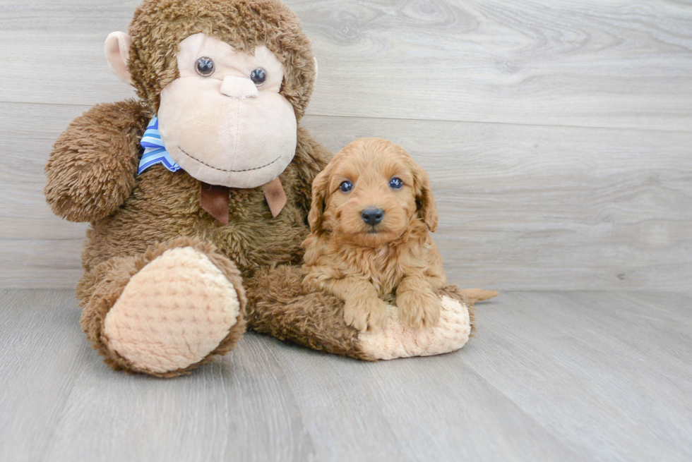 Friendly Mini Goldendoodle Baby