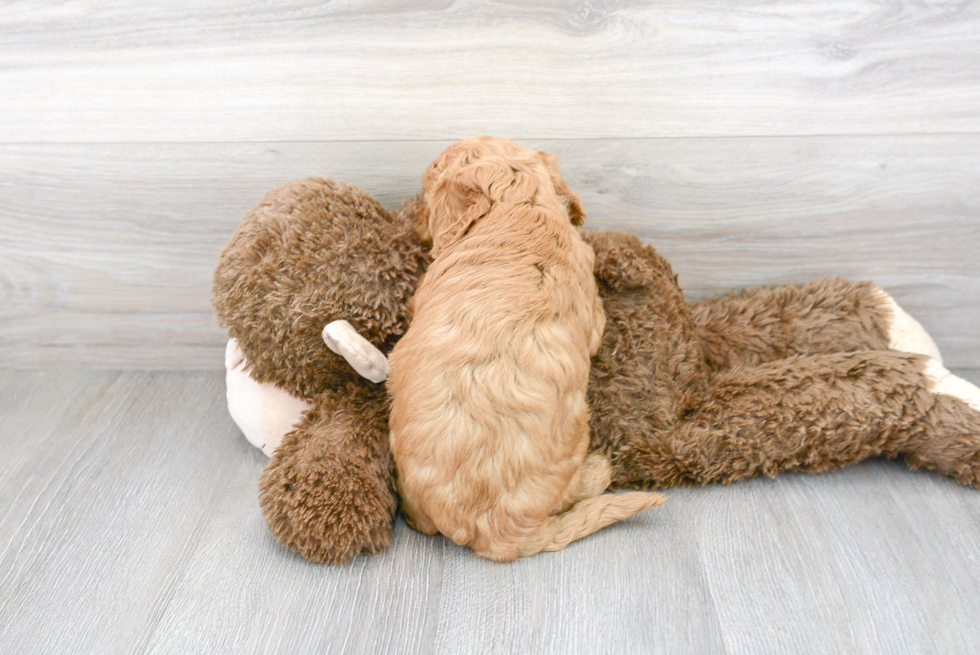 Mini Goldendoodle Puppy for Adoption