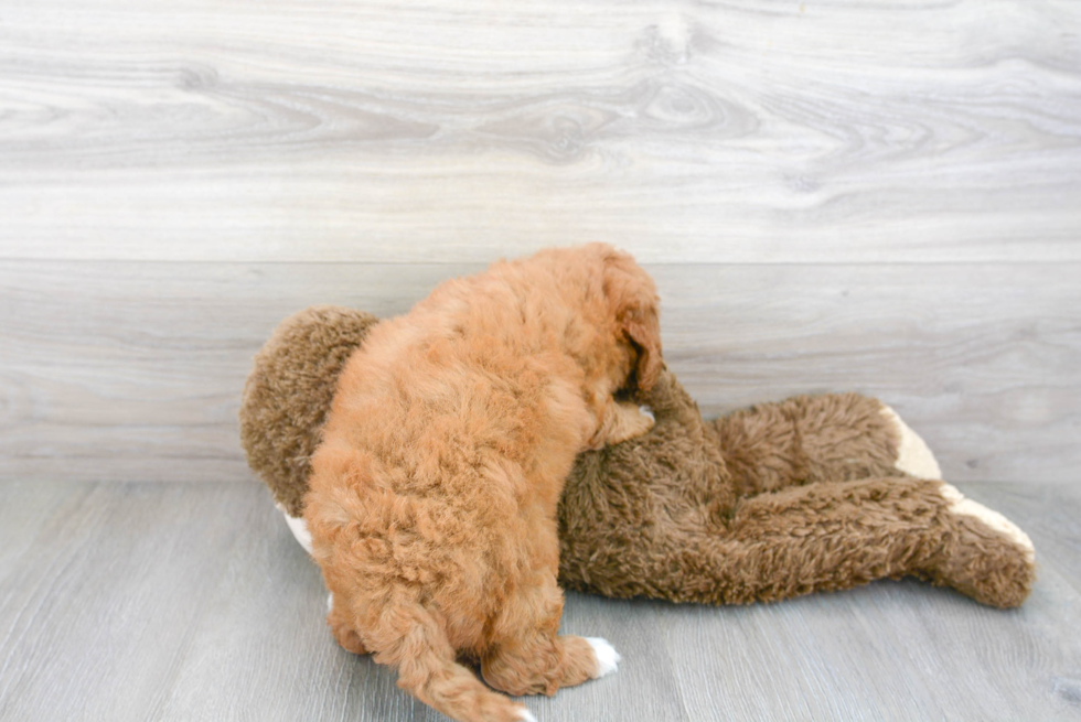 Adorable Golden Retriever Poodle Mix Puppy