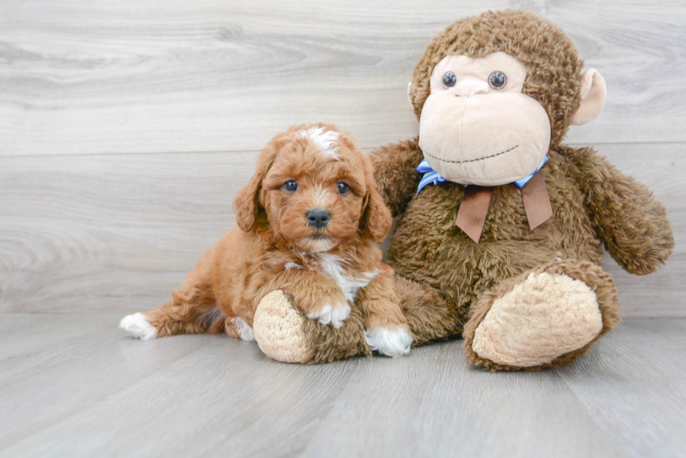 Mini Goldendoodle Pup Being Cute