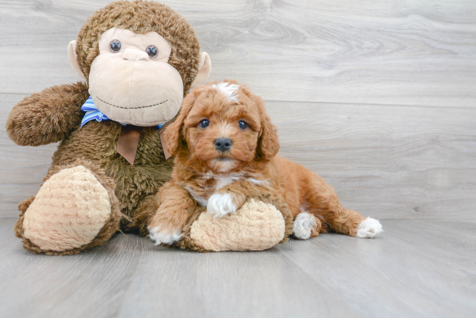 Mini Goldendoodle Puppy for Adoption