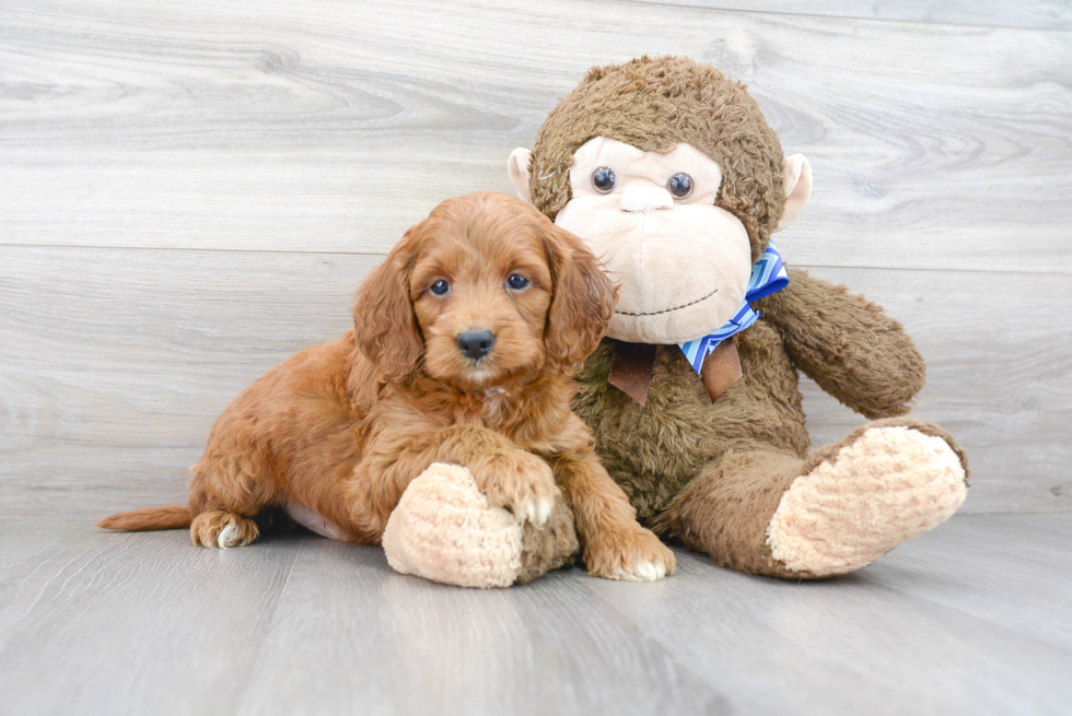 Best Mini Goldendoodle Baby