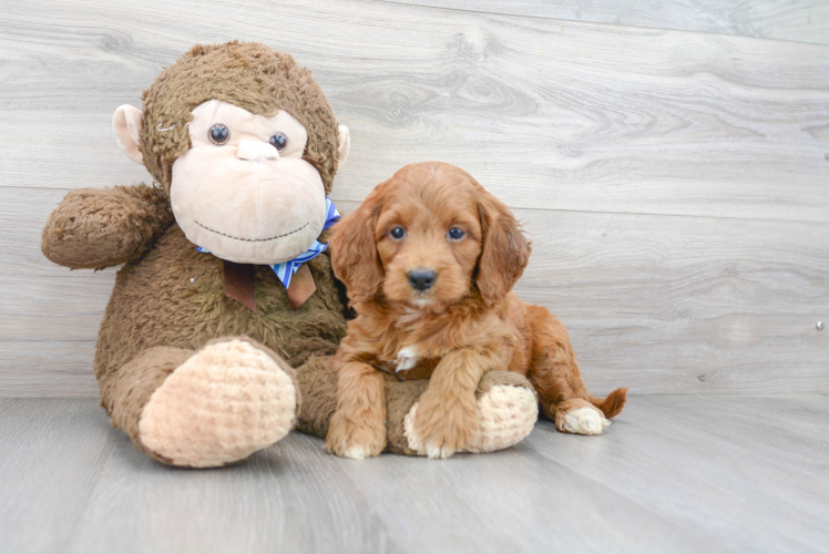 Mini Goldendoodle Puppy for Adoption