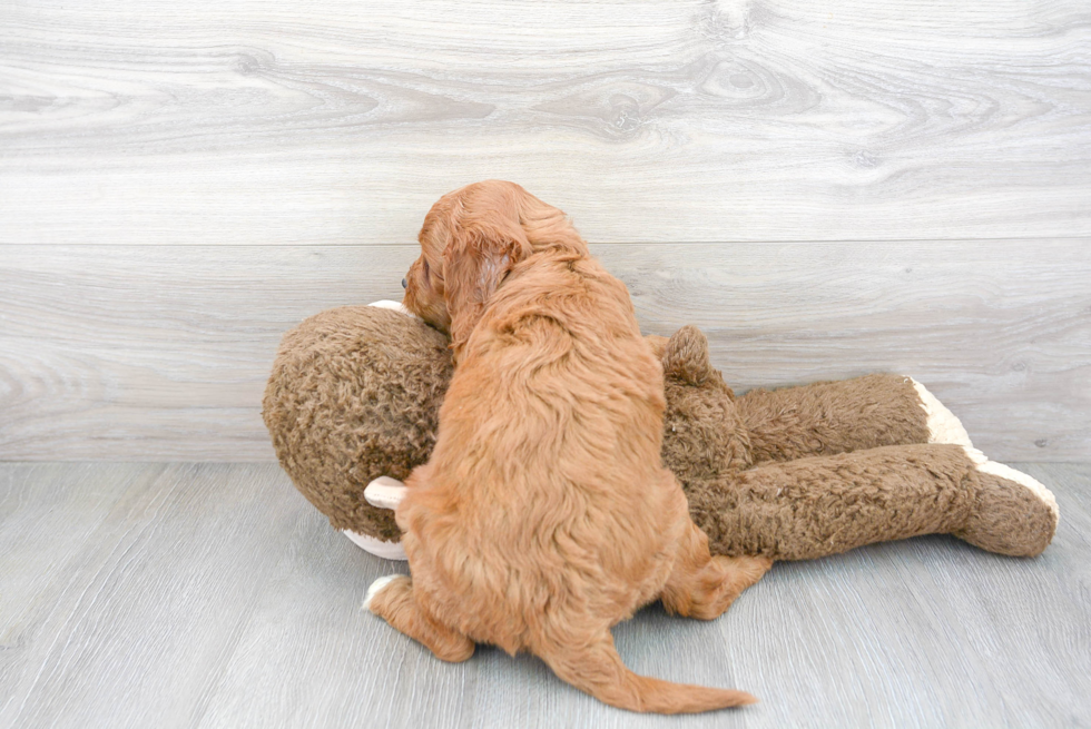 Best Mini Goldendoodle Baby