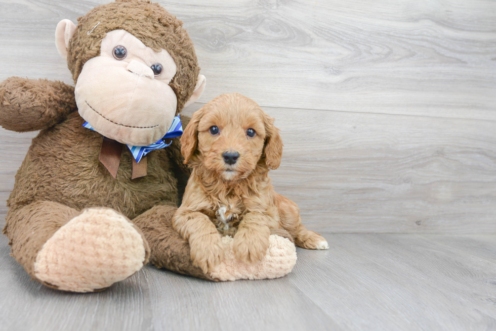 Smart Mini Goldendoodle Poodle Mix Pup