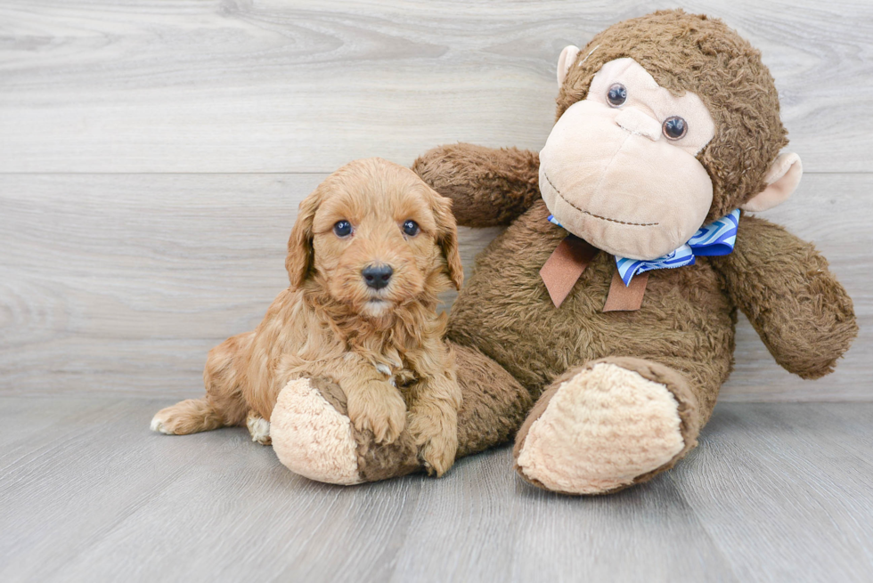 Mini Goldendoodle Pup Being Cute