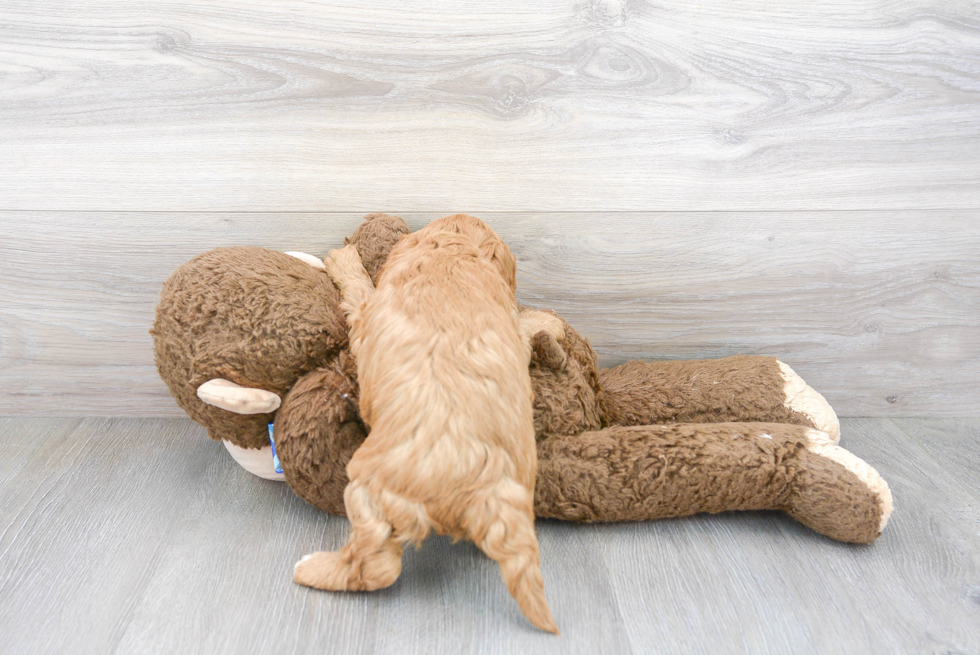 Mini Goldendoodle Pup Being Cute