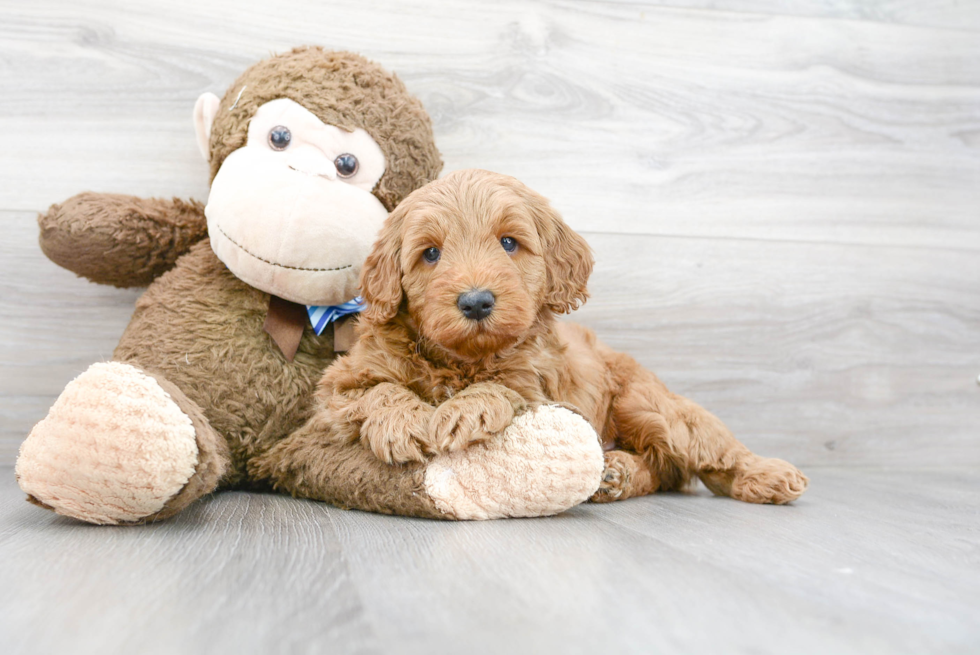 Popular Mini Goldendoodle Poodle Mix Pup