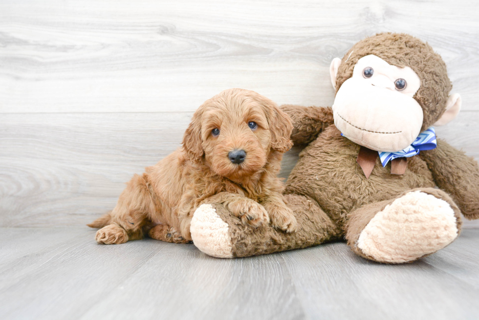 Best Mini Goldendoodle Baby