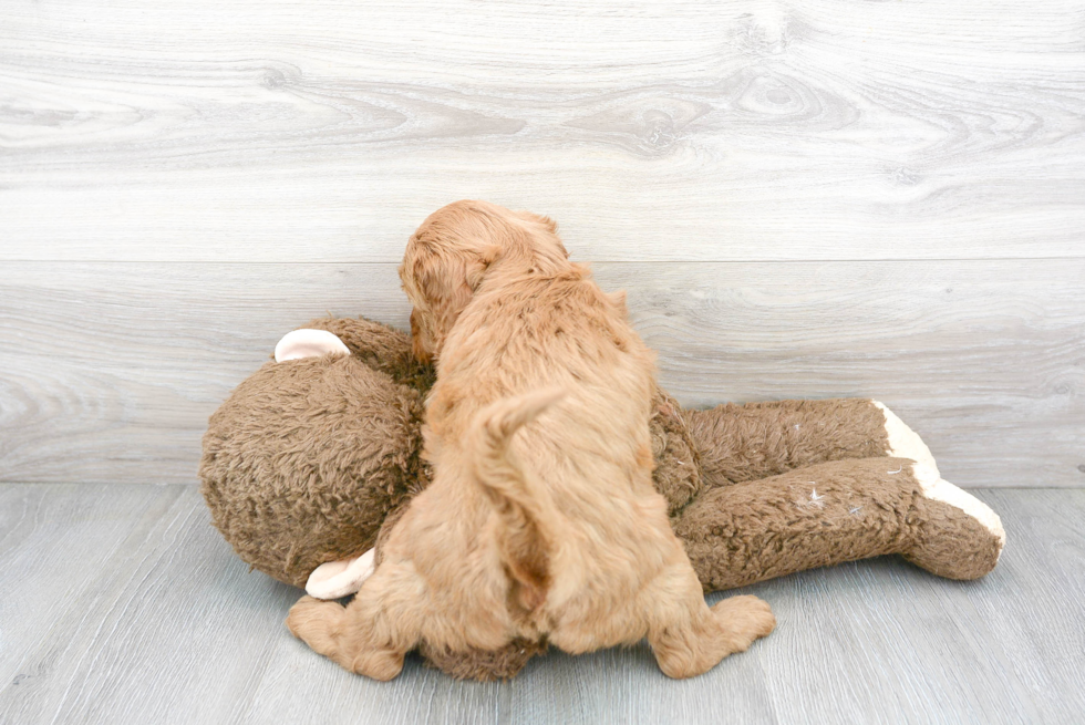 Best Mini Goldendoodle Baby