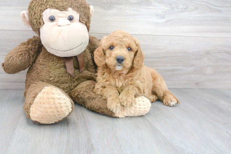 Energetic Golden Retriever Poodle Mix Puppy