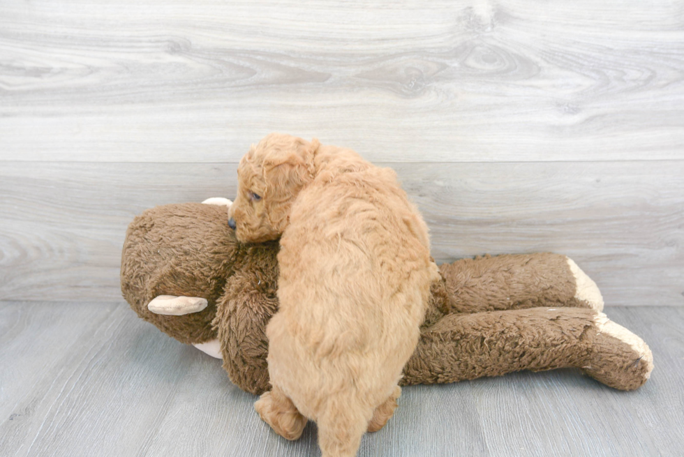 Adorable Golden Retriever Poodle Mix Puppy