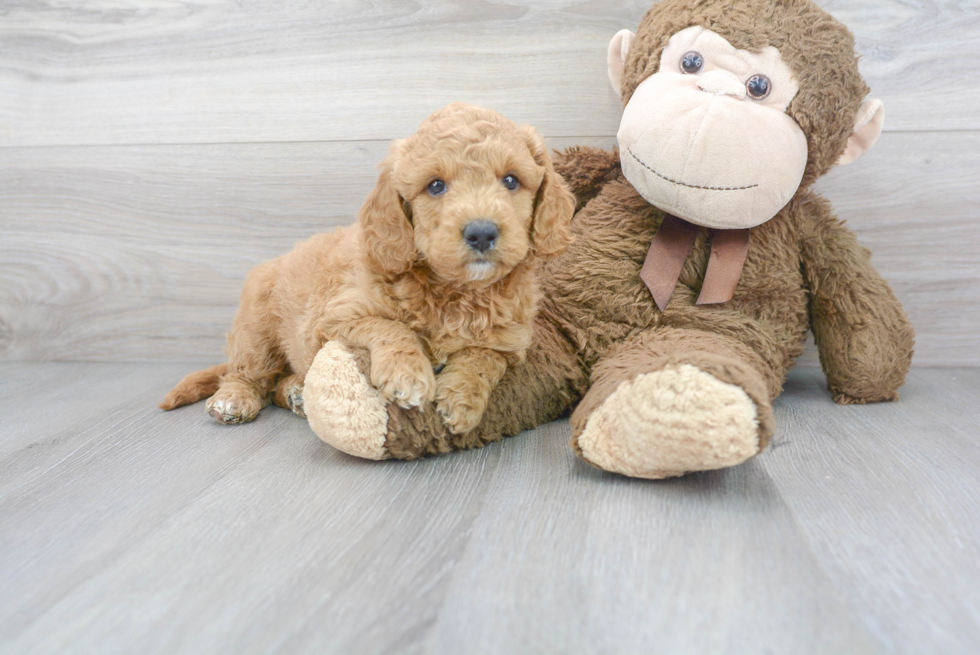 Mini Goldendoodle Puppy for Adoption