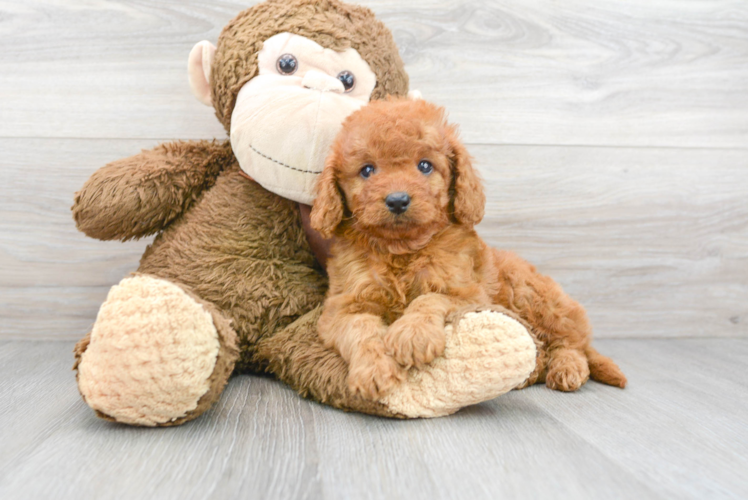 Mini Goldendoodle Puppy for Adoption