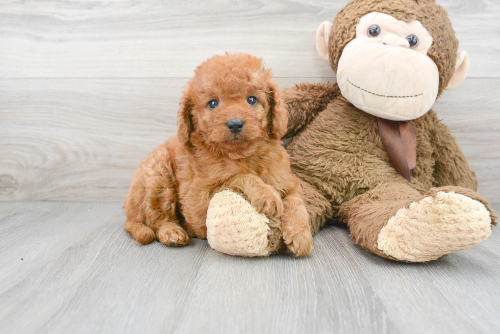 Little Golden Retriever Poodle Mix Puppy