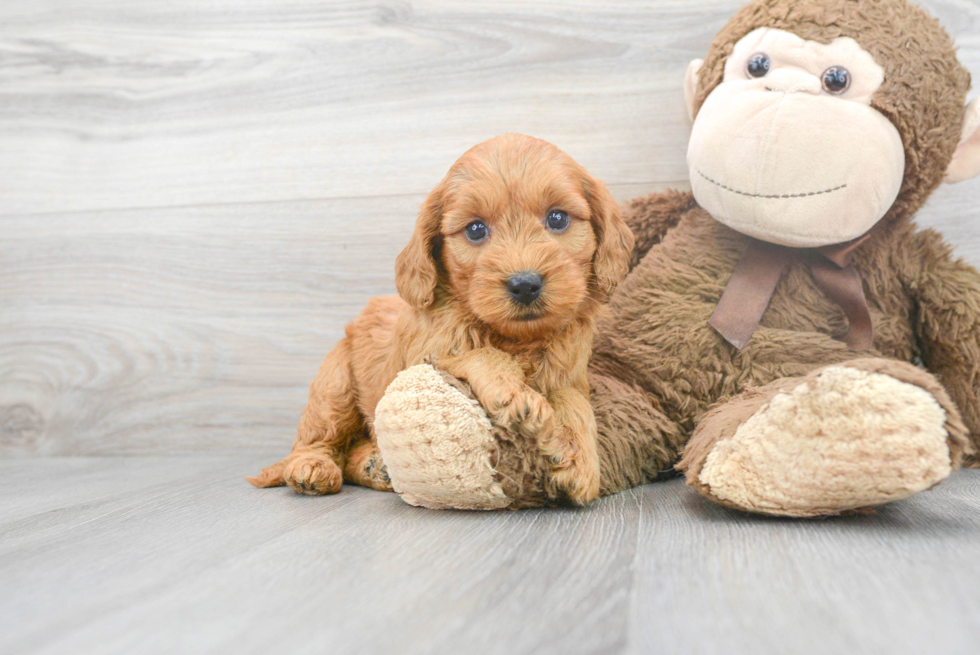 Mini Goldendoodle Puppy for Adoption