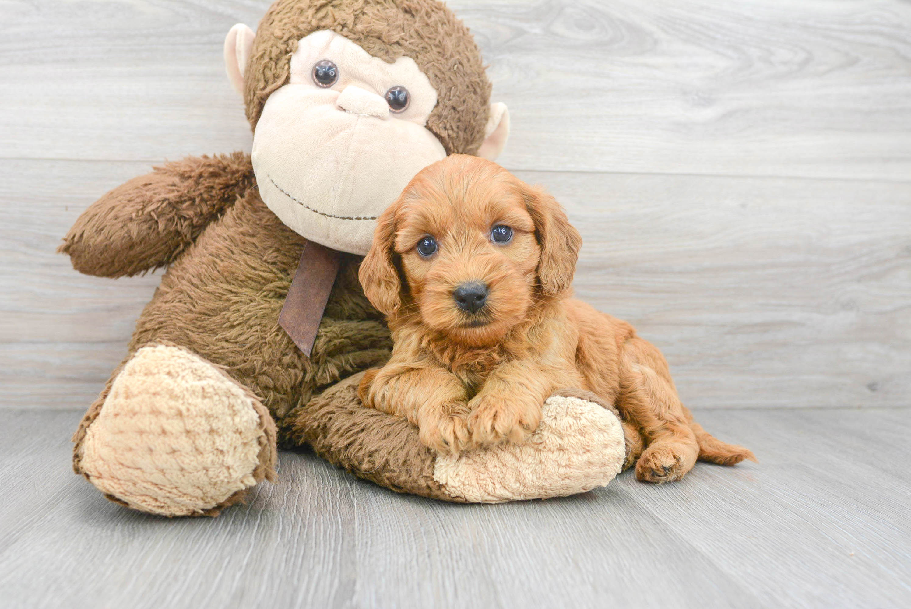 Friendly Mini Goldendoodle Baby