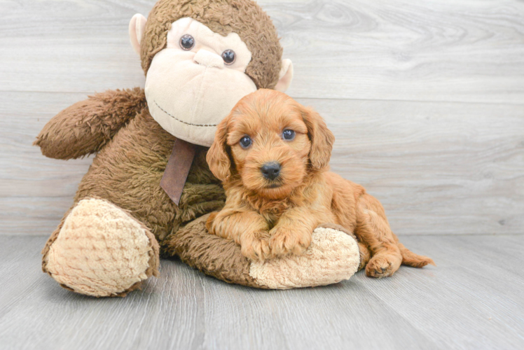 Friendly Mini Goldendoodle Baby