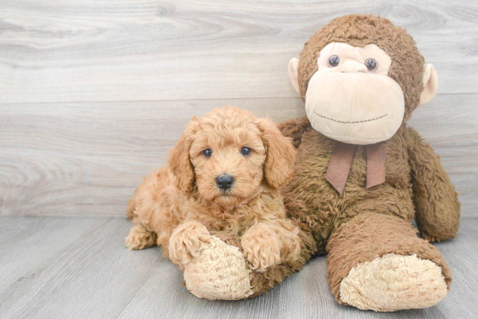 Sweet Mini Goldendoodle Baby