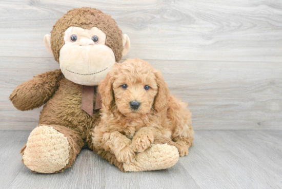 Best Mini Goldendoodle Baby