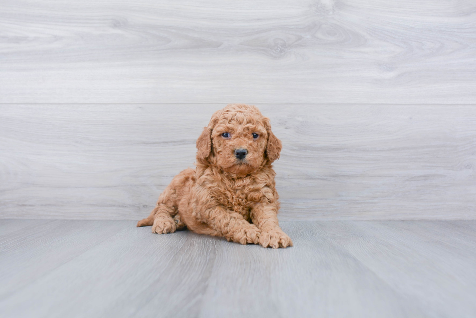 Best Mini Goldendoodle Baby