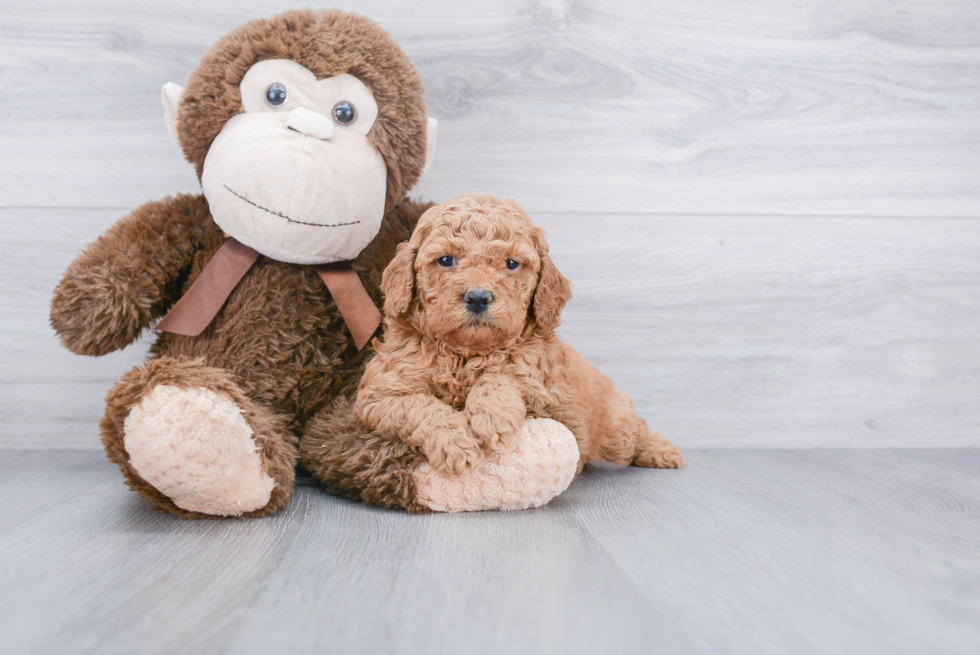 Mini Goldendoodle Pup Being Cute