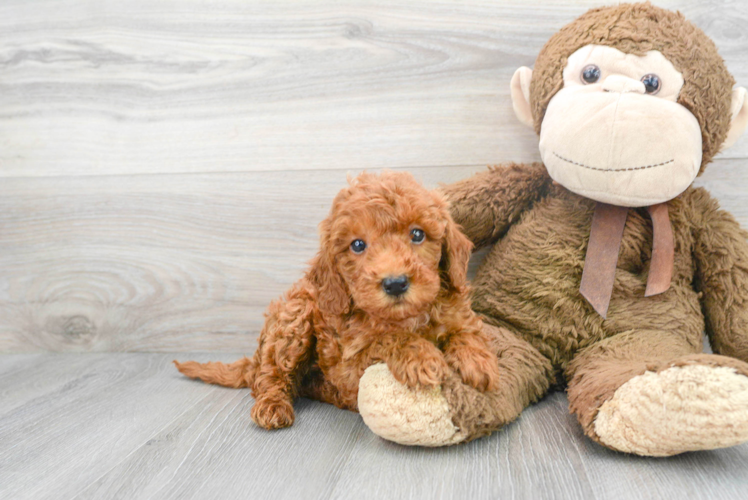 Adorable Golden Retriever Poodle Mix Puppy