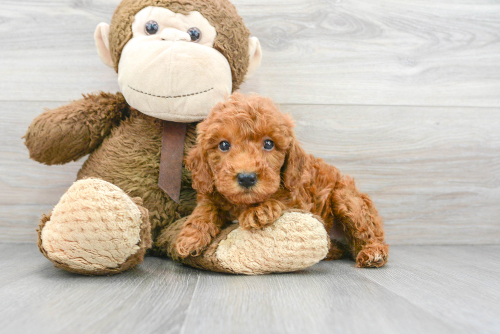 Cute Mini Goldendoodle Baby