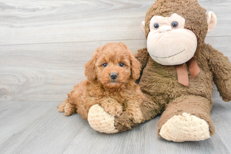 Happy Mini Goldendoodle Baby