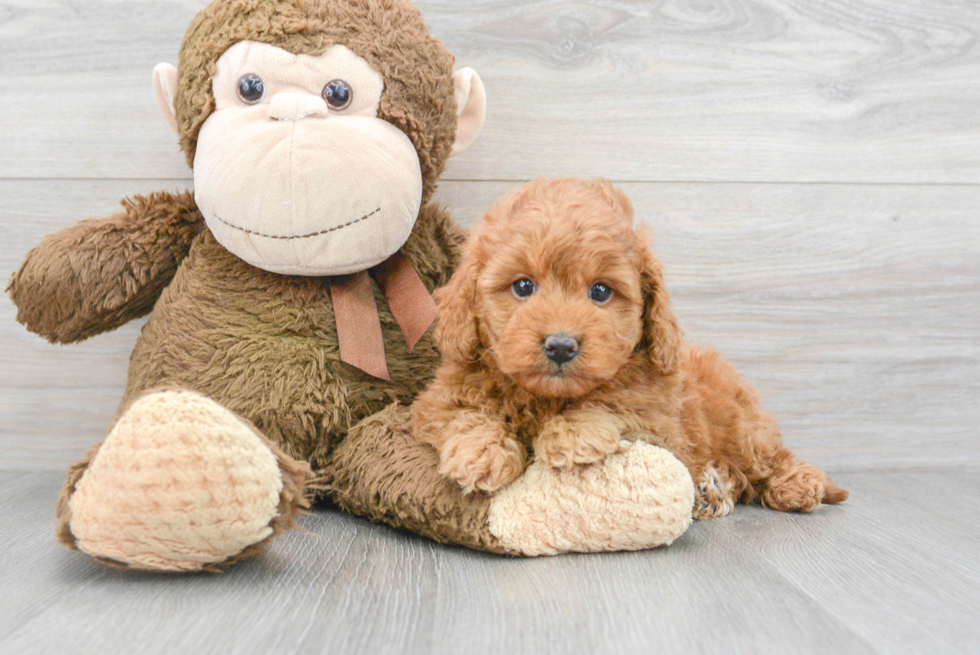 Mini Goldendoodle Pup Being Cute