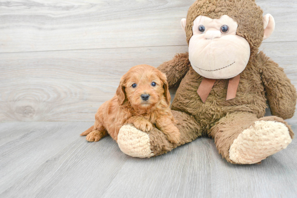 Mini Goldendoodle Puppy for Adoption