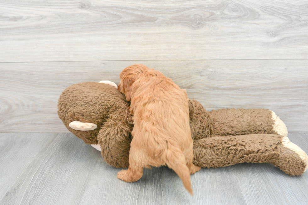 Mini Goldendoodle Pup Being Cute