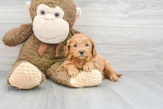 Cute Mini Goldendoodle Baby