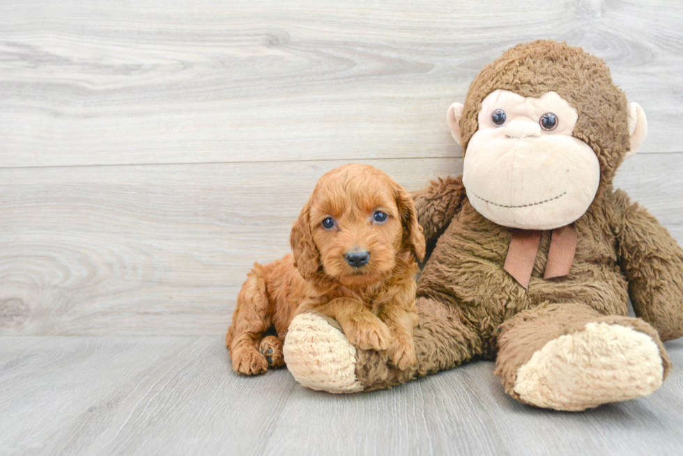 Hypoallergenic Golden Retriever Poodle Mix Puppy