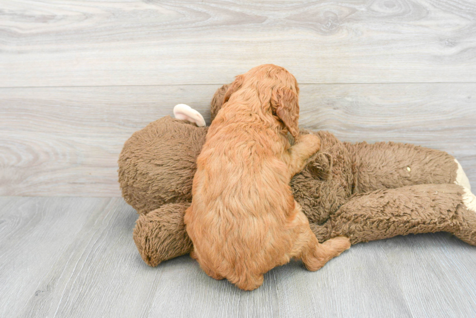 Energetic Golden Retriever Poodle Mix Puppy