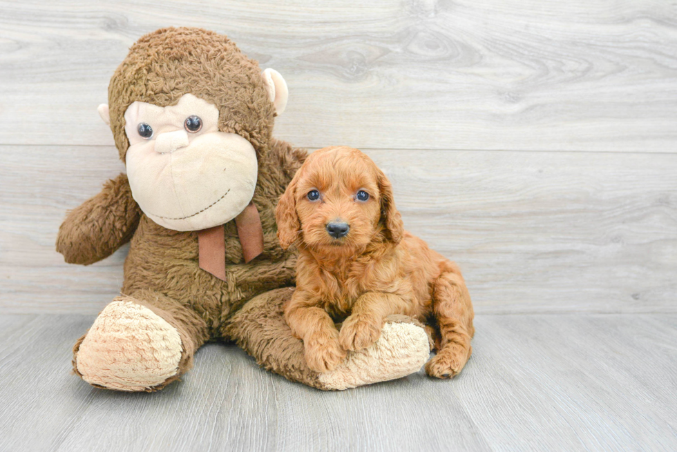 Little Golden Retriever Poodle Mix Puppy