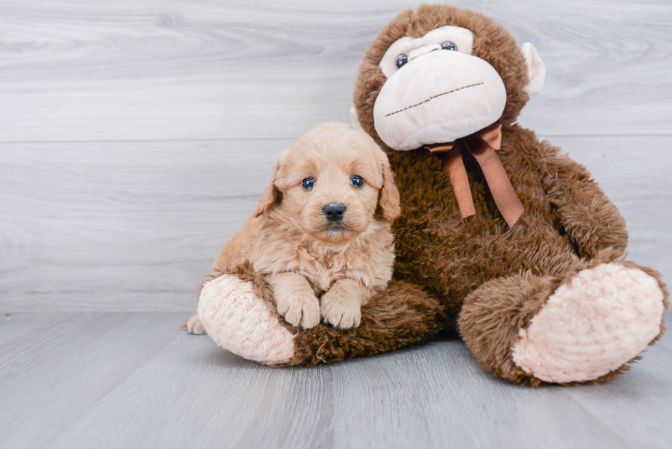 Petite Mini Goldendoodle Poodle Mix Pup