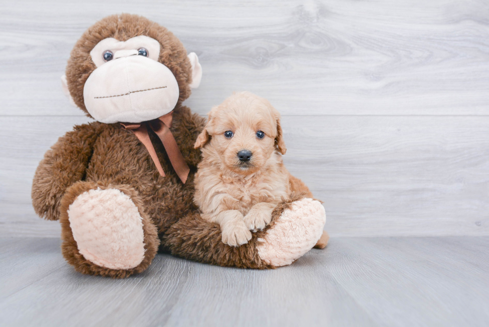 Mini Goldendoodle Puppy for Adoption