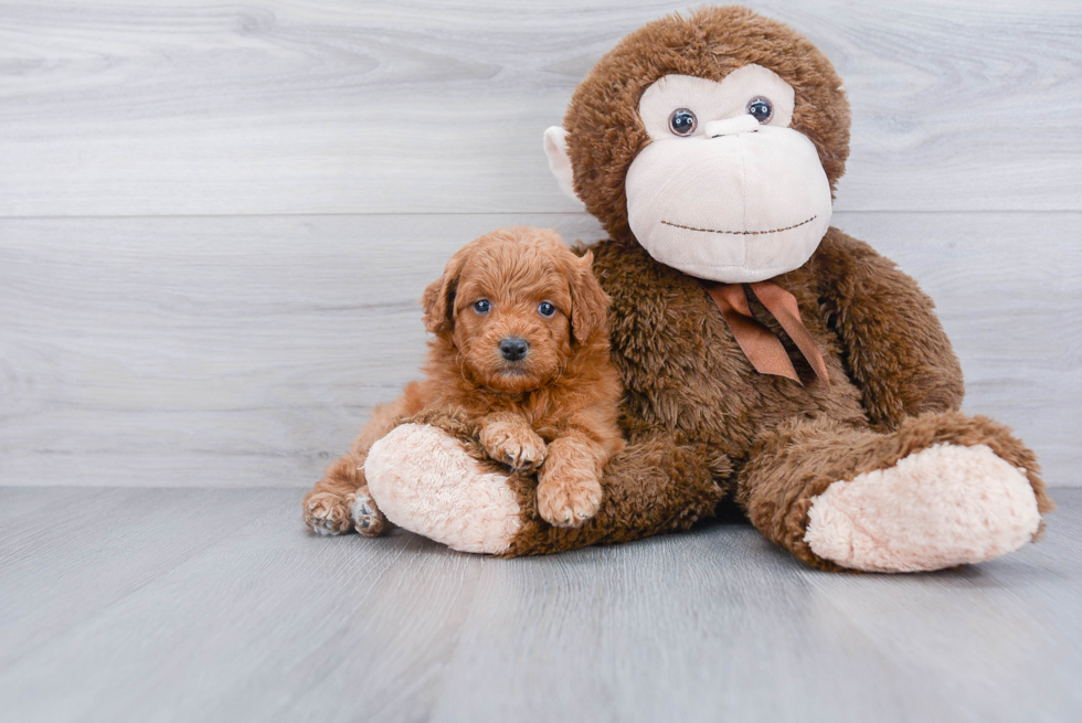 Mini Goldendoodle Pup Being Cute